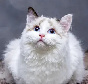 Cómo llamar a un gato para que te haga caso