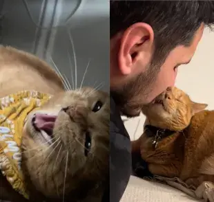 Ganarte el amor de un gato puede ser todo un reto.
