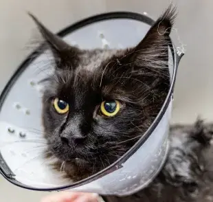 Problemas de salud más comunes en gatos