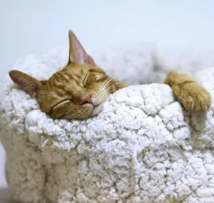 Es normal que los gatos ronquen, pero cuidado cuando ya es habitual y te despierta.