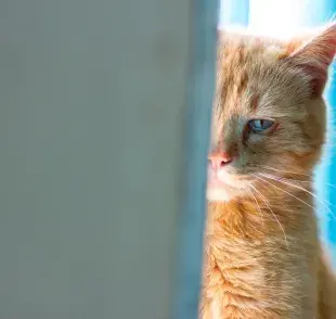 Este ruido tan particular está relacionado con necesidades o emociones del felino.
