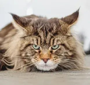 ¿El color de los gatos tiene que ver con su agresividad?