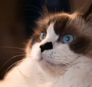 Los gatos blancos con ojos azules necesitan más cuidados.