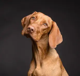 ¿Qué tan inteligente es tu perro?