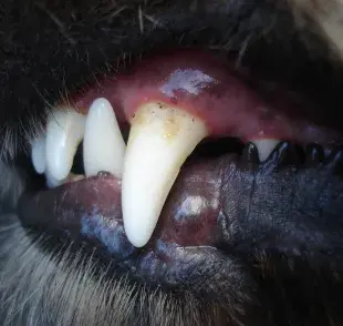 ¿ La limpieza profunda dental en perros es peligrosa?