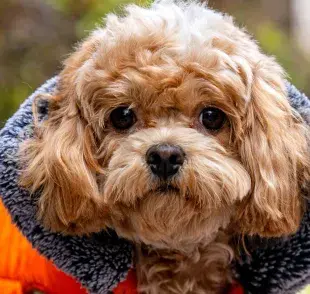 Si tu perro orina mucho y muy seguido, puede ser una enfermedad.