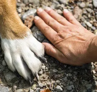 ¿Tienes una multa de tránsito? Págala cuidando perritos