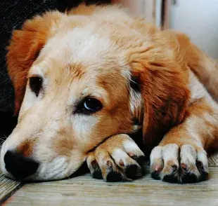 Remedios caseros para dolor de estómago en perros