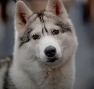 Los perros longevos tienen un gen