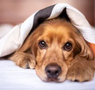 ¿Ponerle o no ropa a nuestras mascotas?