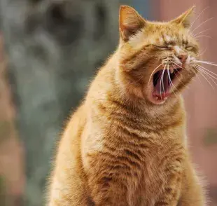 Cosas que causan más estrés en gatos