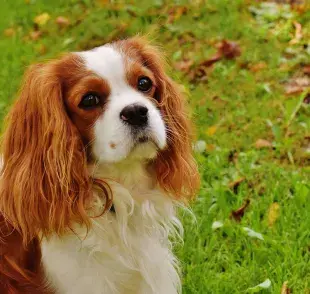 Cavalier King Charles Spaniel se hizo famoso por la serie Sex and the City.