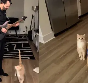 Boo maúlla como una nota de guitarra.