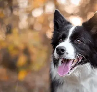 Gracias a su nariz prodigiosa, estos perritos han sido entrenados para diversas tareas.