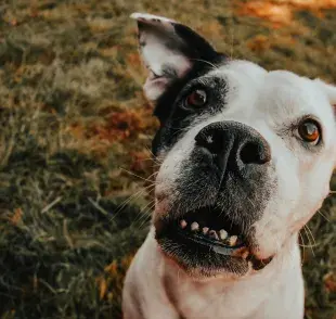 Los perros pueden usar brackets, pero por no cuestiones estéticas.