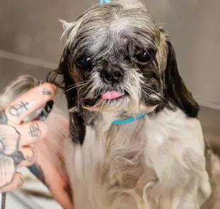 El baño depende de la raza y la actividad de cada perro.