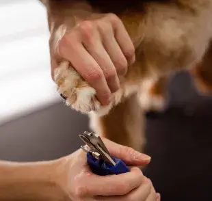Los cortaúñas humanos pueden no cortar limpiamente las uñas del perro.