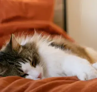 Los gatos pueden dormir hasta 16 horas al día.