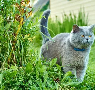La clave para que un gato te haga caso está en la entonación y en la familiaridad con la voz.