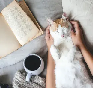 Alfie es un gato que llega a la vida de personas con problemas emocionales.
