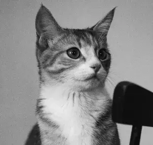 Se cree que los gatos ven fantasmas, pero no, se trata de su súper visión.