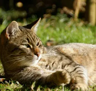 Los gatos son más tolerantes al calor, pero no te confíes.
