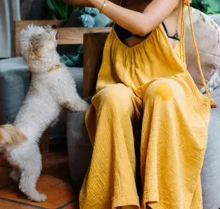 Puedes jugar con tu perro adentro de la casa, como búsquedas.