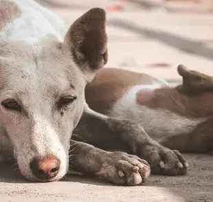 Este 2025 los expertos aseguran que será una temporada de calor seca.