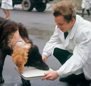 Vladimir Demikhov fue un cirujano e investigador soviético. Foto: X @CuriosoBen