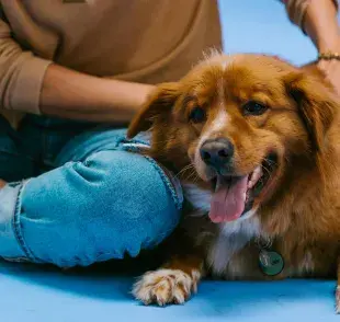 Los perros son de rituales y girar antes de acostarse, puede ser uno de ellos.