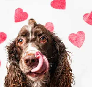 Puedes preparar una receta casera especial para tu gato o tu perro con ingredientes aptos para ellos. 