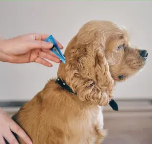 Los perros pueden aprender mediante la observación y la repetición.