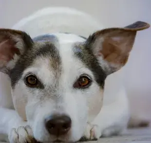 Gracias a un nuevo estudio, la edad de tu perro puede ser determinada por la nariz.