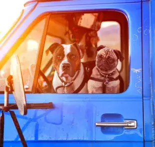 Algunas compañías tienen un límite de peso para las mascotas que pueden viajar en sus autobuses.