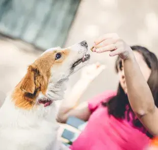 Si tu perrito ama los premios frescos, un helado casero es una opción ideal.