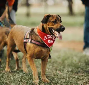Adopta en lugares que tienen certificación. 