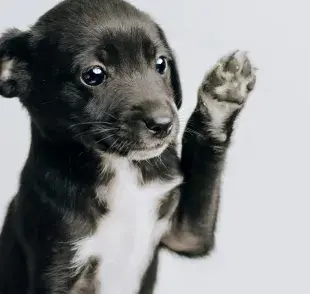 Recuerda que la alimentación es básica para una mejor vida para el cachorro.