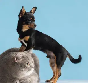 Cuidado con la época de calor, pues tus mascotas pueden tener un golpe de calor.