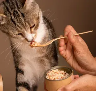 Si tu gato está enfermo del estómago evita los lácteos.