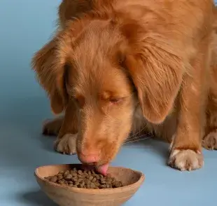 Si tu perro ya es viejo, evita darle lácteos y otros alimentos.