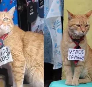  Toby ha mostrado una parte muy bonita del vínculo humano-gato.