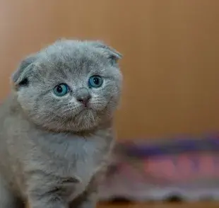 Los gatos nacen con las orejas pegadas a la cara, pero con el tiempo se suben.