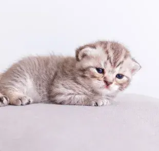 Es difícil saber si tu gato será de pelo corto o largo; no te bases en sus padres.