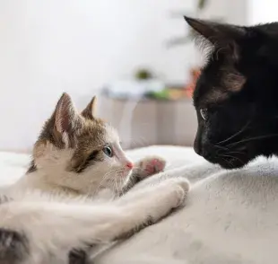 Cuando juntes a dos gatos, hazlo de forma gradual para evitar peleas.