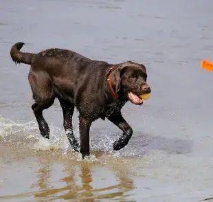 No es casualidad que los labradores sean excelentes nadadores. 