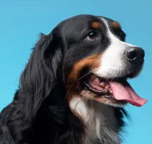 El nombre de tu perro es muy importante, ya que así puede entender cuando le hablan.