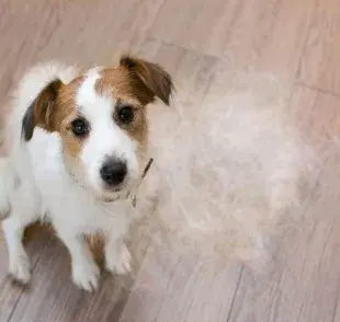 El pelaje de tu perro no está ahí solo para hacerlo ver adorable.