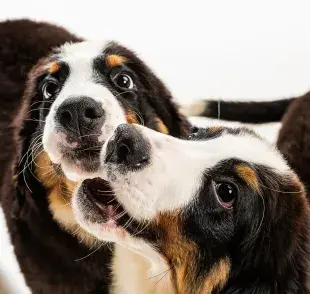 En promedio, el sangrado de tu perrita debe ser de 21 días.