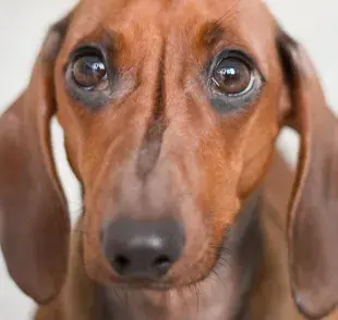 Crear un ambiente seguro ayudará a tu perro a que deje de ser tímido.