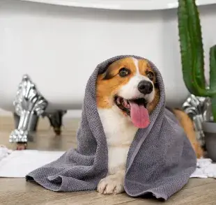 No es un error bañar a tu perra durante su celo.